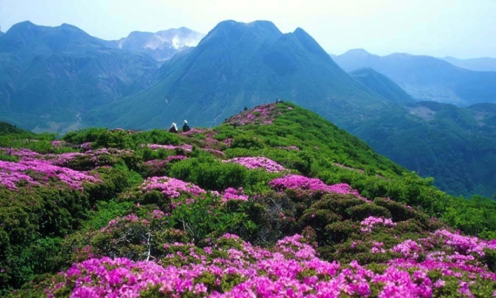 八年级历史上册 第12课 星星之火可以燎原课件 新人教版