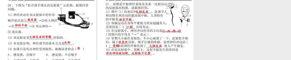 【四清导航】2014年秋八年级科学上册 第三章 第3节 第2课时 应答性反应和反射弧课件 浙教版