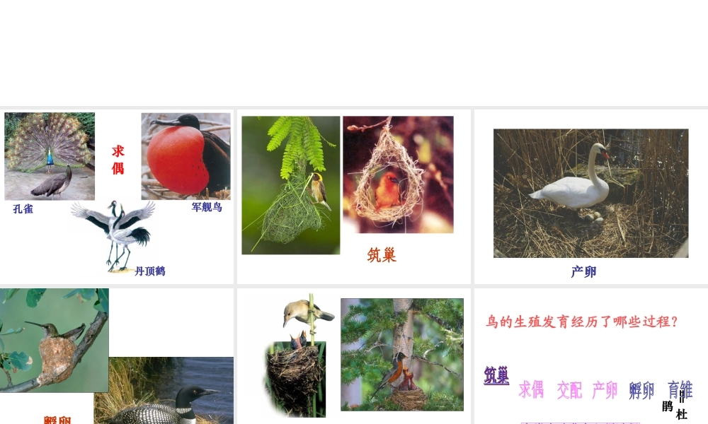 八年级上生物册 4.2.3 鸟的生殖和发育课件课件 济南版