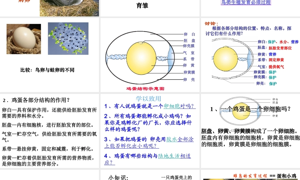 八年级上生物册 4.2.3 鸟的生殖和发育课件课件 济南版