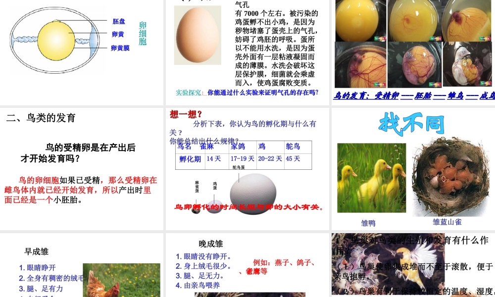 八年级上生物册 4.2.3 鸟的生殖和发育课件课件 济南版