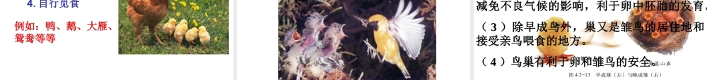 八年级上生物册 4.2.3 鸟的生殖和发育课件课件 济南版