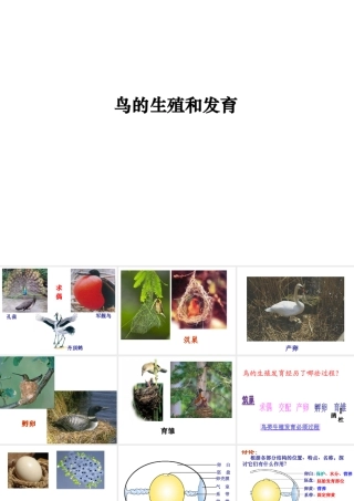 八年级上生物册 4.2.3 鸟的生殖和发育课件课件 济南版