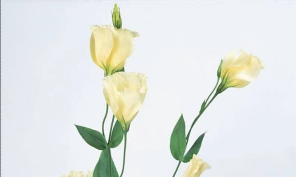 八年级历史上册 第6单元 第20课 近代民族工业的发展教学课件 中华书局版-中华书局版初中八年级上册历史课件