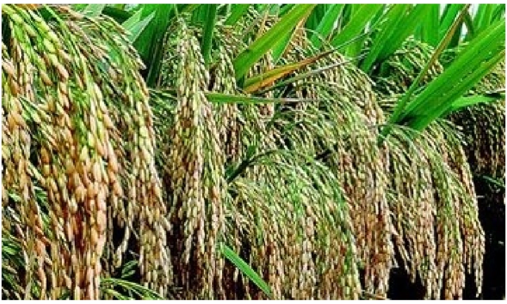 八年级历史下册 第8课 科学技术的重大突破课件 中华书局版-中华书局级下册历史课件