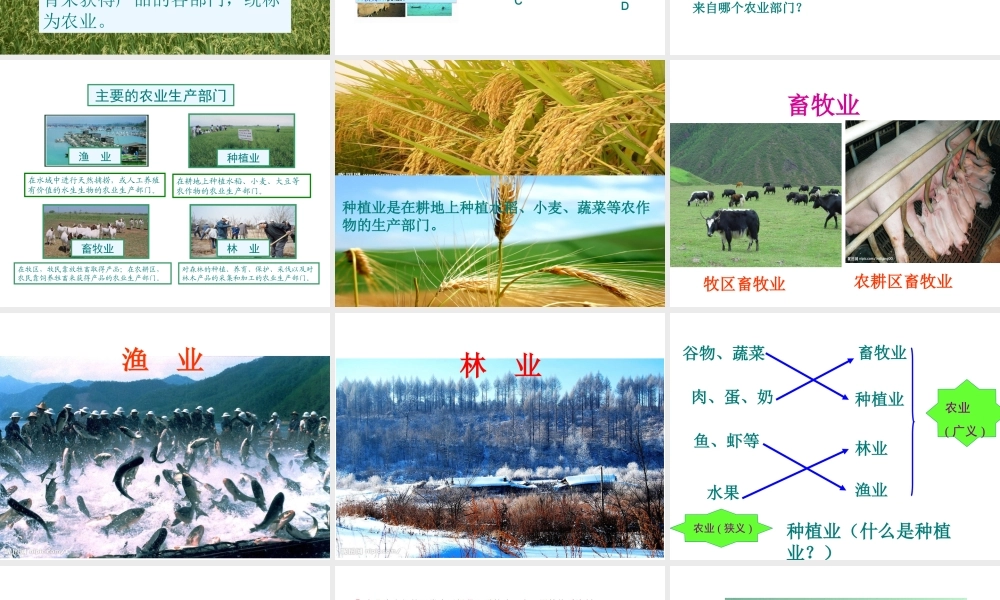 八年级地理上册 4.2 农业课件（1）（新版）新人教版-（新版）新人教版初中八年级上册地理课件