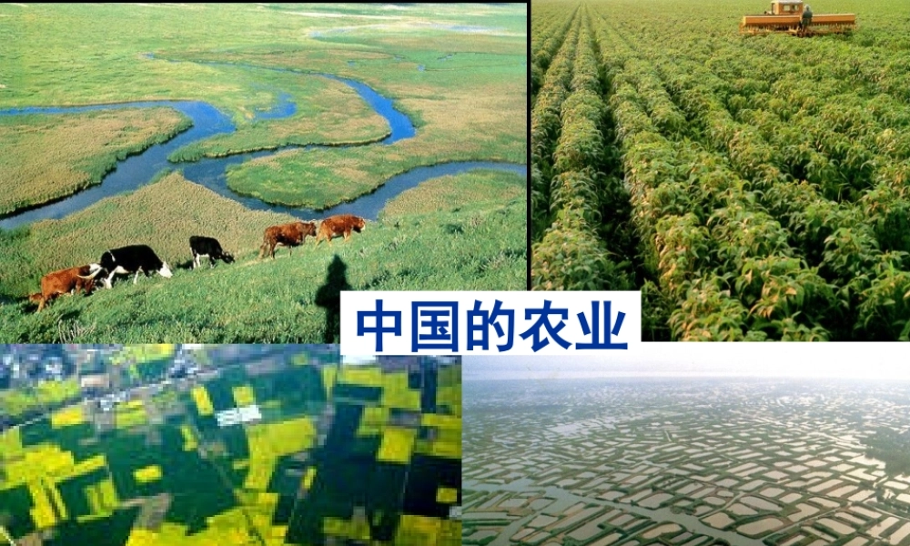 八年级地理上册 4.2 中国农业的地区分布课件 （新版）新人教版-（新版）新人教版初中八年级上册地理课件