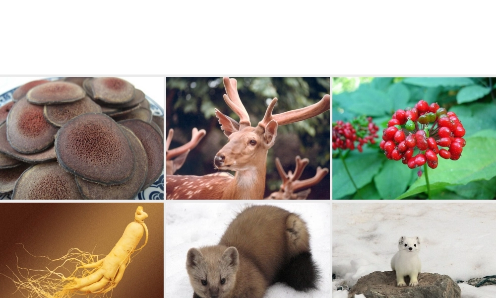 八年级地理下册 6.2“白山黑水”——东北三省课件 （新版）新人教版-（新版）新人教版初中八年级下册地理课件