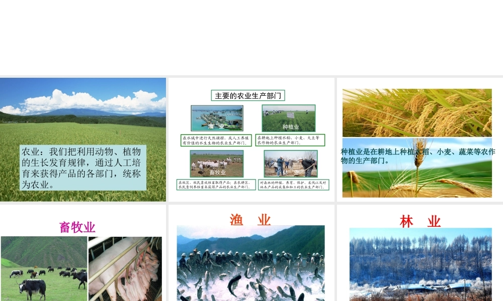 八年级地理上册 第四章 第二节 农业（第1课时）农业及其重要性我国农业的地区分布课件 （新版）新人教版-（新版）新人教版初中八年级上册地理课件