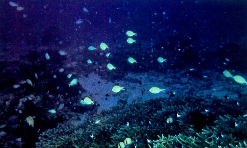 八年级地理上册 第三章 第四节 海洋资源课件 （新版）粤教版-（新版）粤教版初中八年级上册地理课件