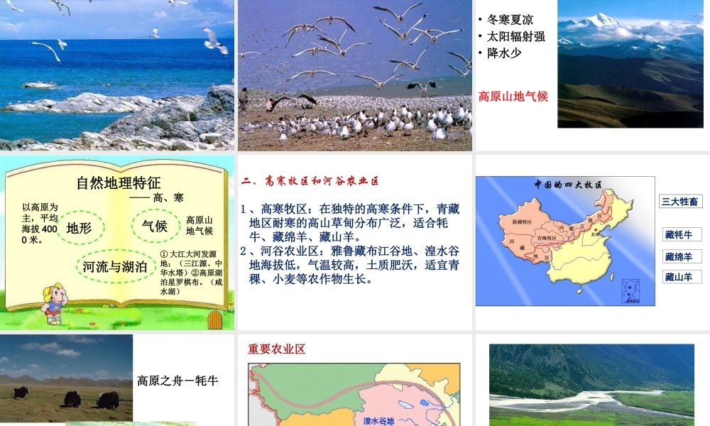 八年级地理下册 8.9 青藏地区自然特征与农业课件 （新版）新人教版