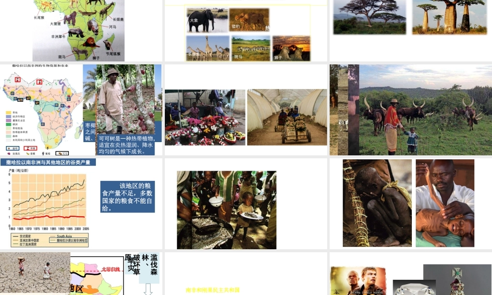 八年级地理下册 6.4《撒哈拉以南的非洲》课件 中图版-中图版初中八年级下册地理课件