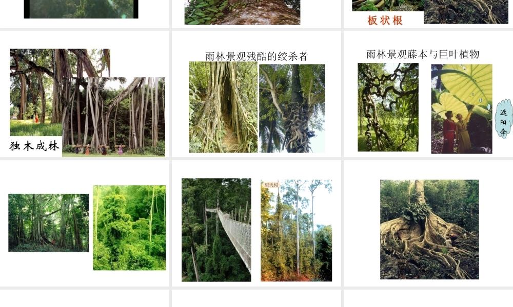 八年级地理下册 8.1 西双版纳—晶莹透亮的“绿宝石”课件 晋教版-人教版初中八年级下册地理课件