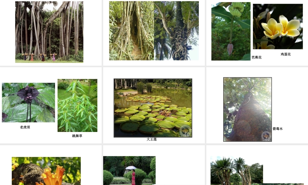 八年级地理下册 8.1 西双版纳—晶莹透亮的“绿宝石”课件 晋教版-人教版初中八年级下册地理课件