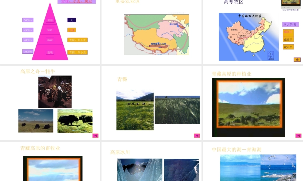 八年级地理下册 第九章 青藏地区 第一节 自然特征与农业课件（2） （新版）新人教版