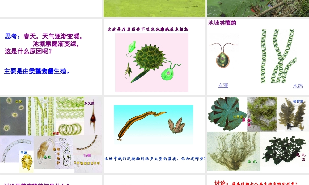 八年级生物上册 14.1 五彩缤纷的植物世界课件 （新版）苏教版