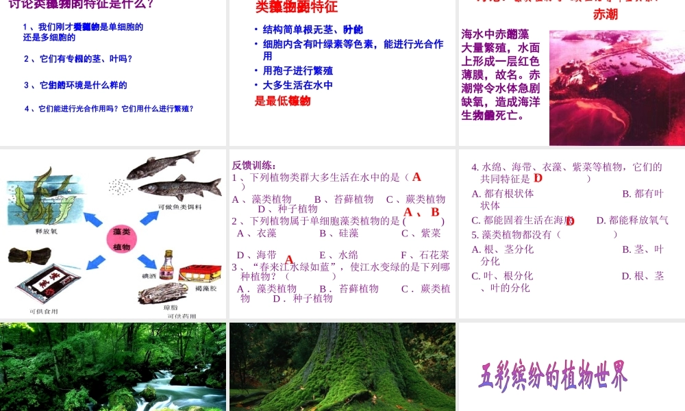 八年级生物上册 14.1 五彩缤纷的植物世界课件 （新版）苏教版