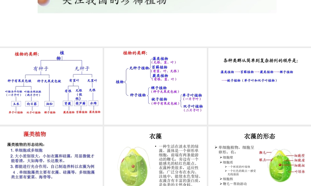 八年级生物上册 14.1 五彩缤纷的植物世界课件（1）（新版）苏教版-（新版）苏教版初中八年级上册生物课件