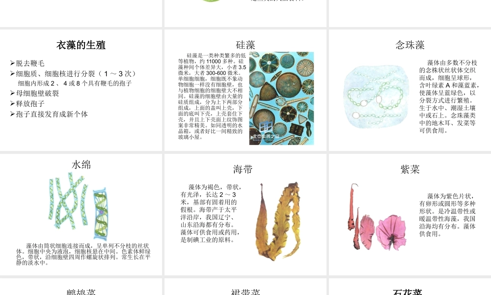 八年级生物上册 14.1 五彩缤纷的植物世界课件（1）（新版）苏教版-（新版）苏教级上册生物课件