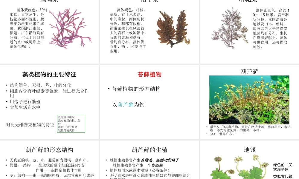 八年级生物上册 14.1 五彩缤纷的植物世界课件（1）（新版）苏教版-（新版）苏教级上册生物课件