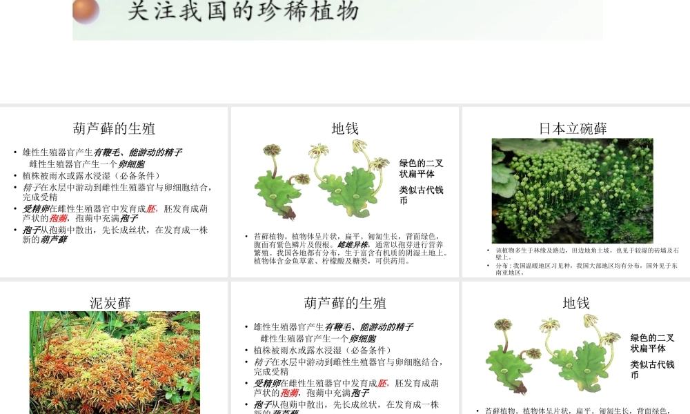 八年级生物上册 14.1 五彩缤纷的植物世界课件（2）（新版）苏教版-（新版）苏教版初中八年级上册生物课件