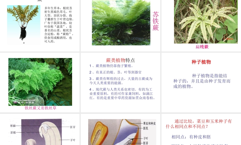 八年级生物上册 14.1 五彩缤纷的植物世界课件（2）（新版）苏教版-（新版）苏教版初中八年级上册生物课件