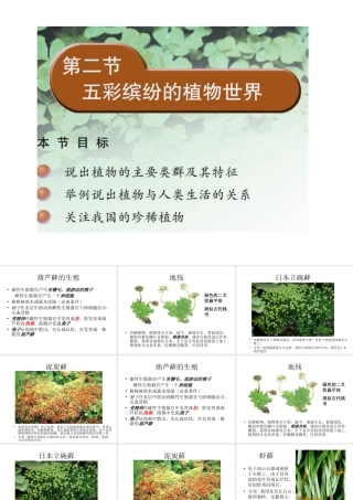 八年级生物上册 14.1 五彩缤纷的植物世界课件（2）（新版）苏教版-（新版）苏教版初中八年级上册生物课件