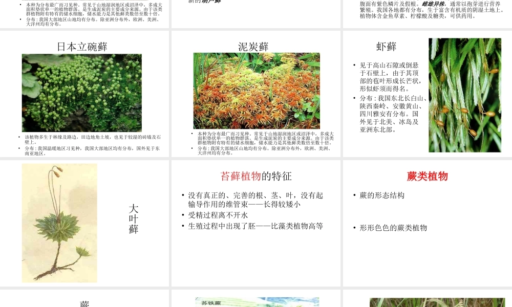 八年级生物上册 14.1 五彩缤纷的植物世界课件（2）（新版）苏教版-（新版）苏教级上册生物课件