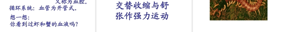 八年级生物上册 14.2 千姿百态的动物世界课件 （新版）苏教版-（新版）苏教版初中八年级上册生物课件