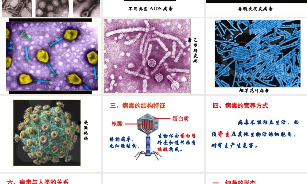 八年级生物上册 14.3 神奇的微生物课件 （新版）苏教版