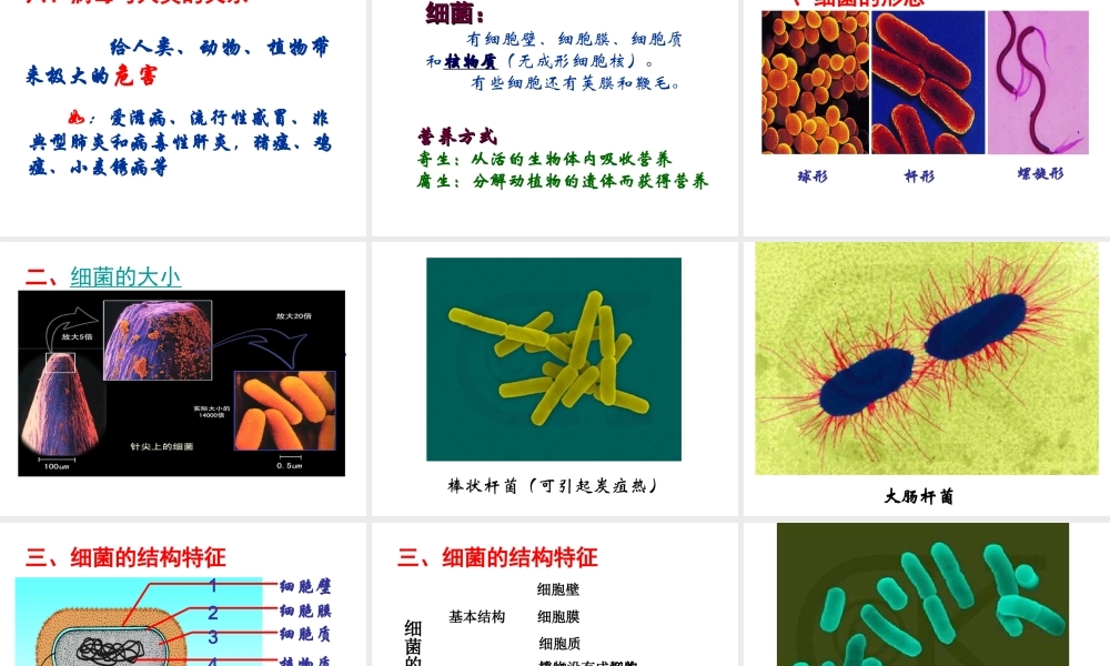 八年级生物上册 14.3 神奇的微生物课件 （新版）苏教版