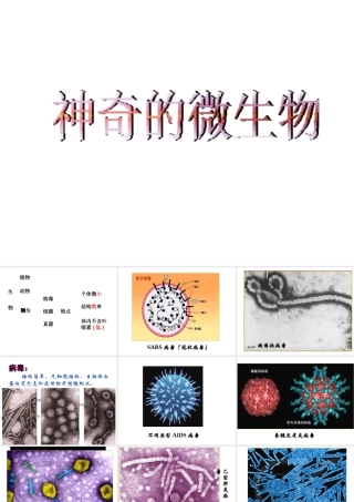 八年级生物上册 14.3 神奇的微生物课件 （新版）苏教版