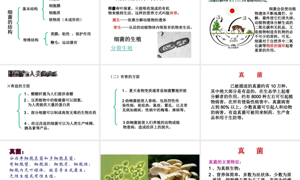 八年级生物上册 14.3 神奇的微生物课件（1）（新版）苏教版-（新版）苏教版初中八年级上册生物课件