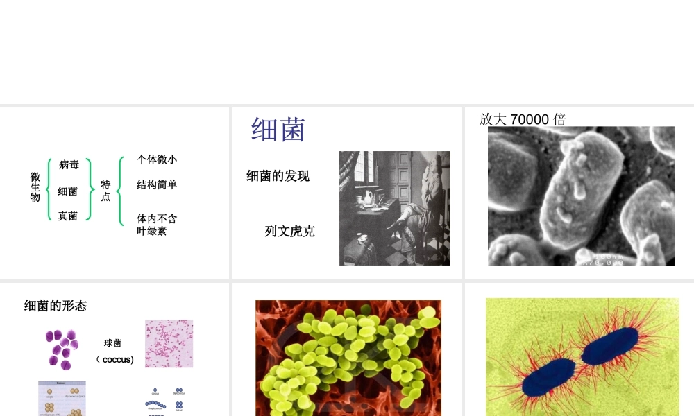 八年级生物上册 14.3 神奇的微生物课件（1）（新版）苏教版-（新版）苏教级上册生物课件