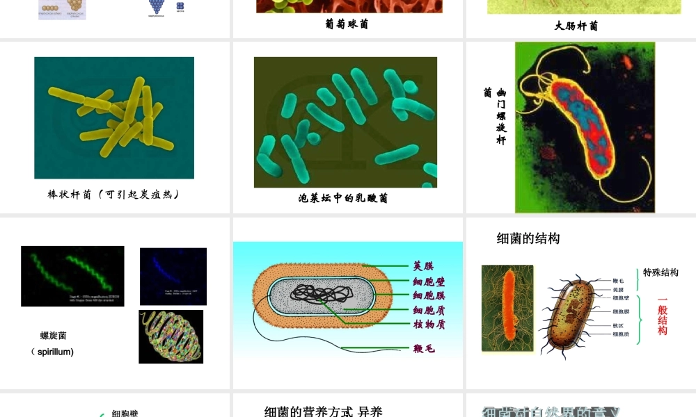 八年级生物上册 14.3 神奇的微生物课件（1）（新版）苏教版-（新版）苏教级上册生物课件