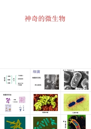 八年级生物上册 14.3 神奇的微生物课件（1）（新版）苏教版-（新版）苏教级上册生物课件