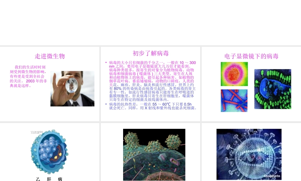 八年级生物上册 14.3 神奇的微生物课件（2）（新版）苏教版-（新版）苏教版初中八年级上册生物课件