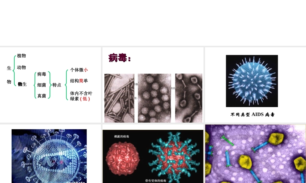 八年级生物上册 14.3 微生物课件成本课件 （新版）苏教版-（新版）苏教级上册生物课件
