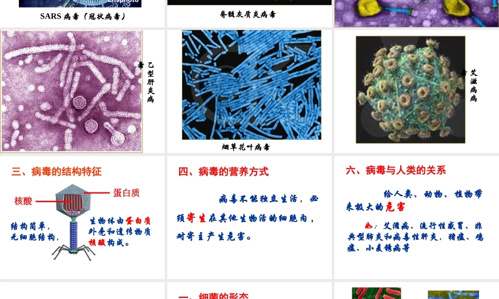 八年级生物上册 14.3 微生物课件成本课件 （新版）苏教版-（新版）苏教级上册生物课件