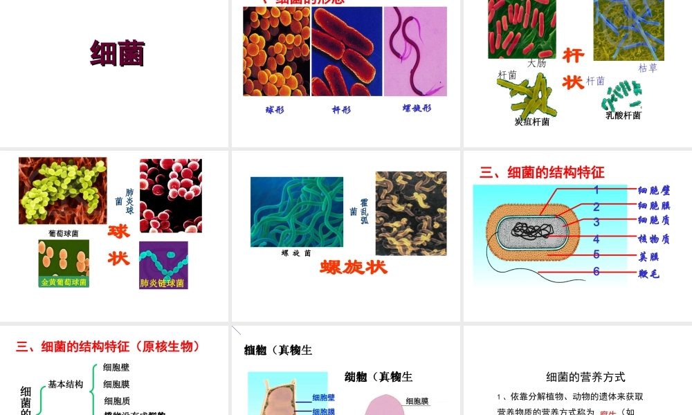 八年级生物上册 14.3 微生物课件成本课件 （新版）苏教版-（新版）苏教级上册生物课件