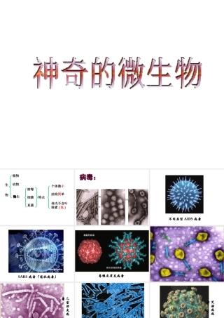 八年级生物上册 14.3 微生物课件成本课件 （新版）苏教版-（新版）苏教级上册生物课件