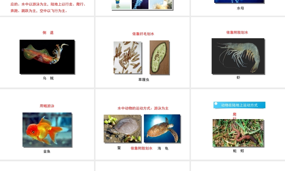 八年级生物上册 15.1 动物运动的方式课件 （新版）北师大版-（新版）北师大级上册生物课件