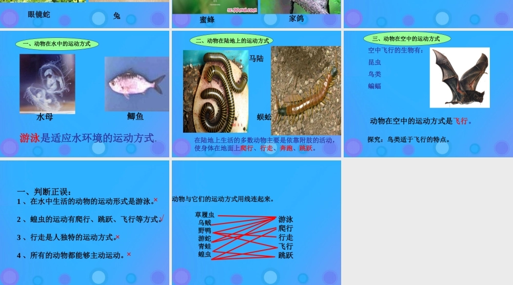八年级生物上册 15.1《动物运动的方式》课件 （新版）北师大版-（新版）北师大版初中八年级上册生物课件