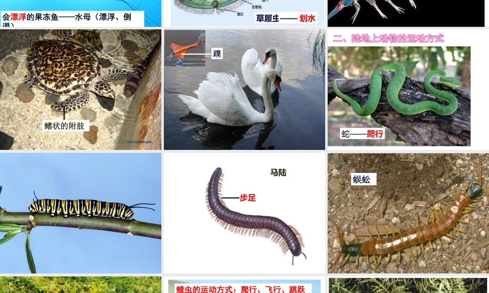 八年级生物上册 15.1《动物运动的方式》课件1 （新版）北师大版-（新版）北师大版初中八年级上册生物课件