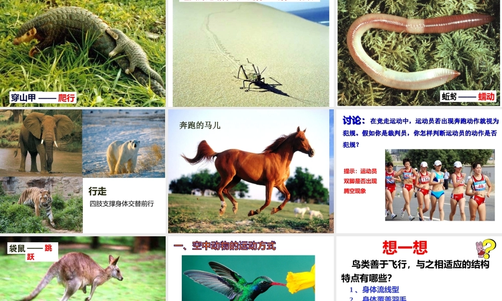八年级生物上册 15.1《动物运动的方式》课件1 （新版）北师大版-（新版）北师大级上册生物课件