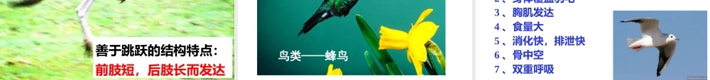 八年级生物上册 15.1《动物运动的方式》课件1 （新版）北师大版-（新版）北师大级上册生物课件