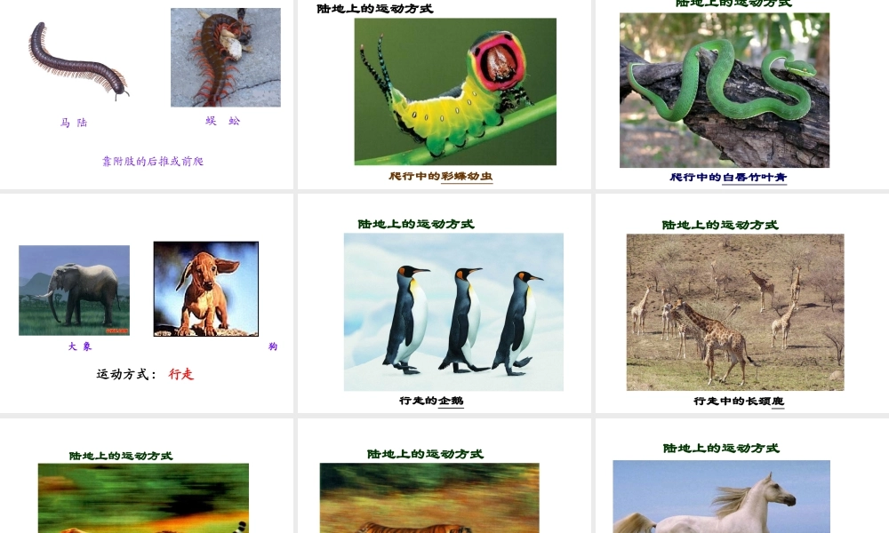 八年级生物上册 15.1《动物运动的方式》课件4 （新版）北师大版-（新版）北师大级上册生物课件