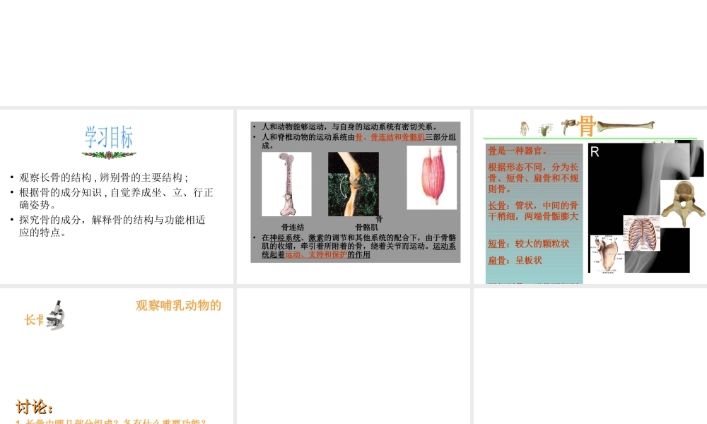 八年级生物上册 15.2 动物运动的形成课件 （新版）北师大版-（新版）北师大级上册生物课件