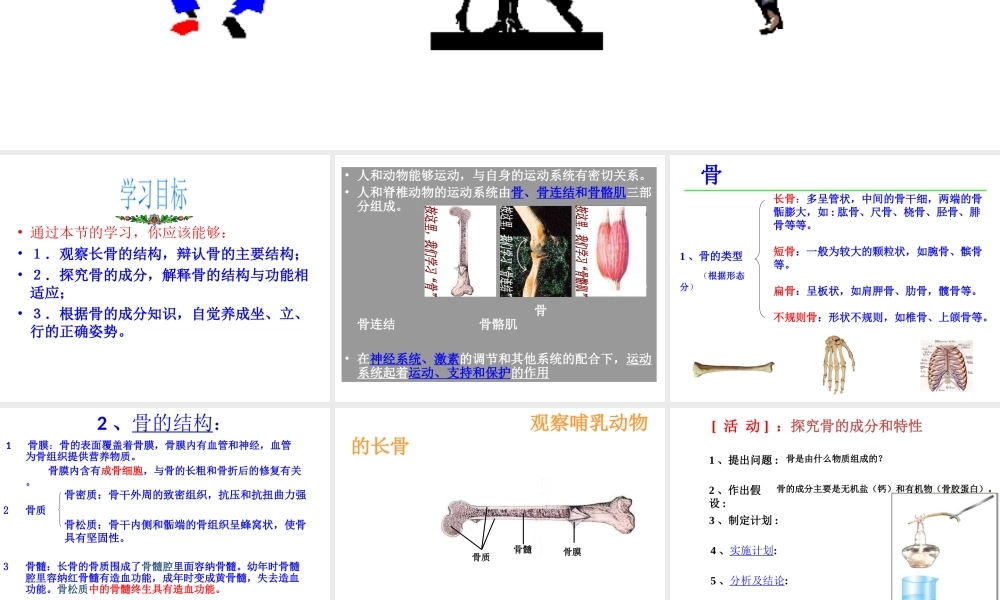 八年级生物上册 15.2 动物运动的形成课件 北师大版