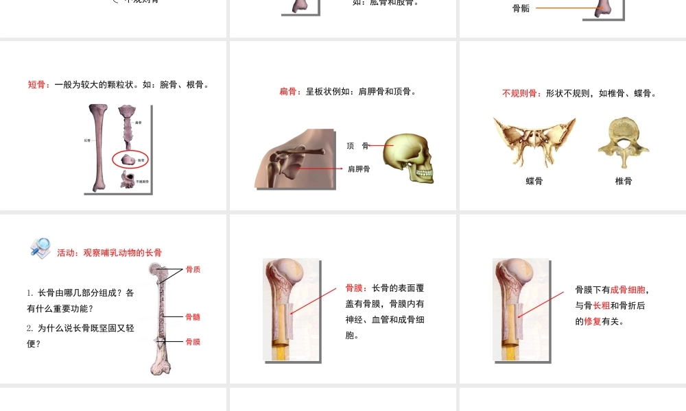 八年级生物上册 15.2 动物运动的形成课件（1）（新版）北师大版-（新版）北师大级上册生物课件